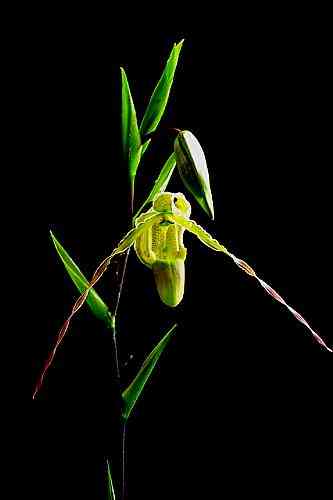 Phragmipedium longifolium
